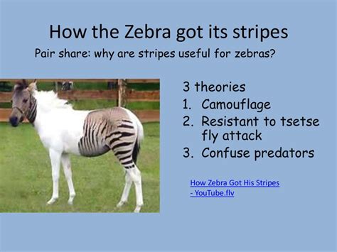 How Zebra Got Stripes