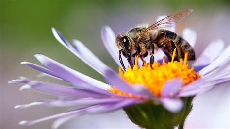 Datcp Celebrate National Pollinator Week By Inviting Pollinators To Your Yard Mid West Farm