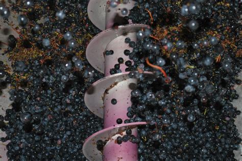 Grape Crushing The Wine Cellar Insider