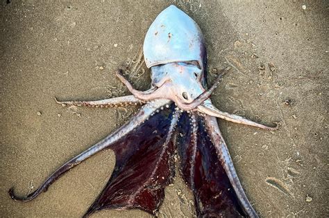 Ultra Rare Blanket Octopus Found On The Texas Coast Intrigues