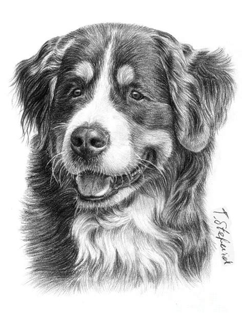 Bernese Drawing Bernese Mountain Dog By Tobiasz Stefaniak Dog