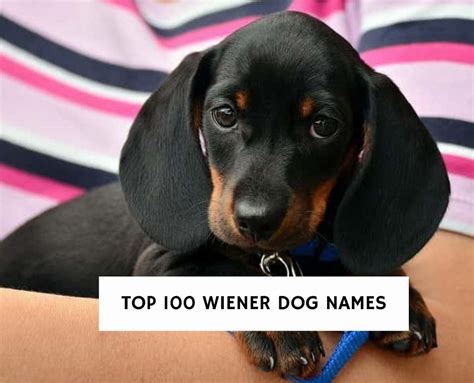 The Best 100 Wiener Dog Names For Your Puppy 2023 We Love Doodles