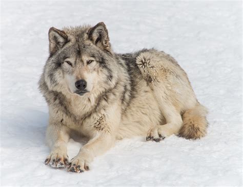 Formulas developed for rotational feeding, 7 grain free and 3 minimal grain formulas Timberwolf