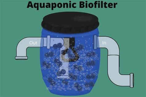 Aquaponics Biofilter What Is It And How Does It Work Flourishing Plants
