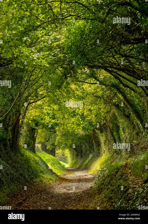 Halnaker Tree Tunnel In West Sussex Uk With Sunlight Shining Through