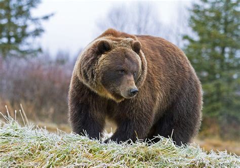 Profile Shot Of Grizzly On A Frosty Day By Alaskafreezeframe Медведь