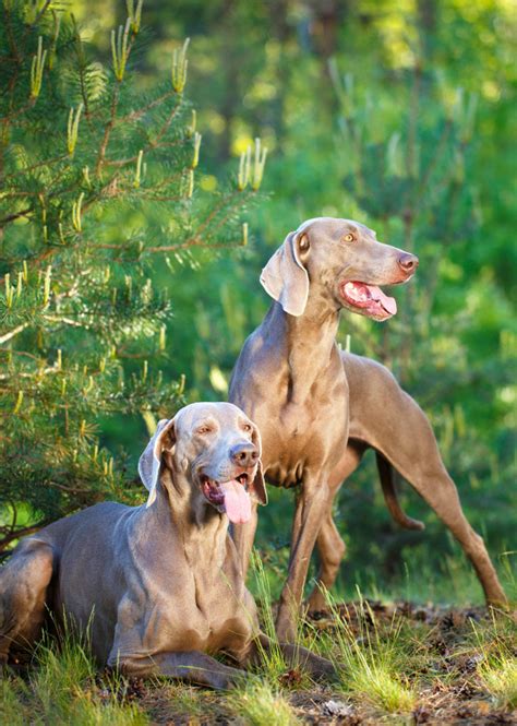 Dry food is the most popular type of dog food.kibble is easy to store, stays fresh for a relatively long time, and helps to keep the dog's teeth clean. Best Dog Food For Weimaraner Puppies, Adults, and Seniors