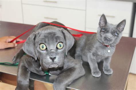 10 Dog Face Swaps That Will Totally Break Your Brain And 1 Weird Cat