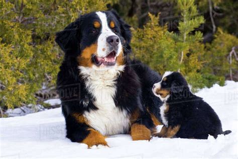 Maybe you would like to learn more about one of these? Adult And Puppy Bernese Mountain Dog Portrait In Winter ...