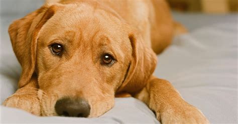 The 15 Most Popular Dog Breeds Of The Year | HuffPost