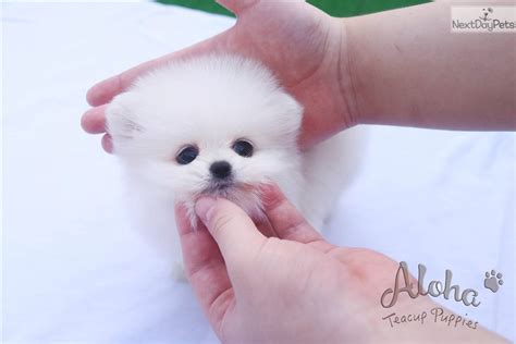 Lily Pomeranian Puppy For Sale Near Atlanta Georgia 6fb8b888 A3d1