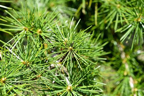 Cedar Tree Plant Green Needles Conifer Nature Branches Close Up