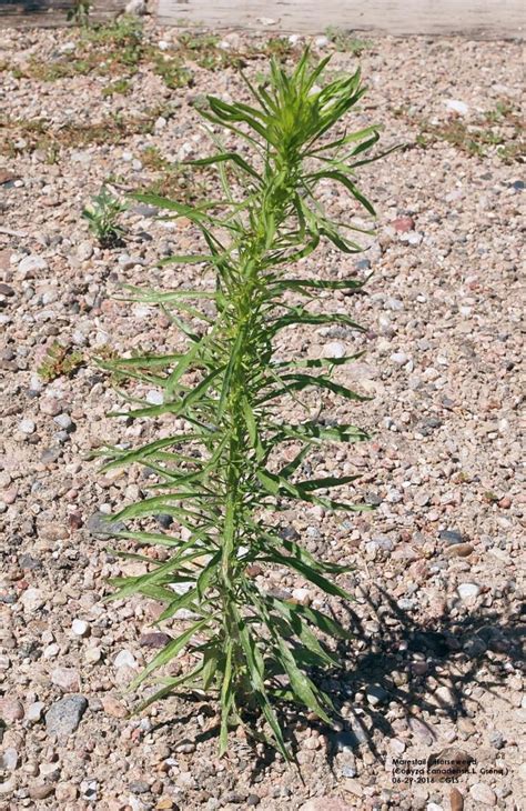 Act Soon To Manage Invasive Marestail In Pastures Cropwatch