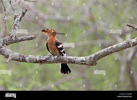 The Early Bird Gets The Worm African Hoopoe Perched On Branch With