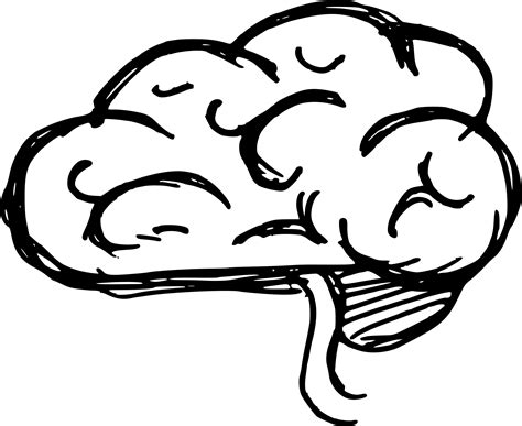 Line Art Drawing Brain Clip Art Brain Png Download 18331500 Free