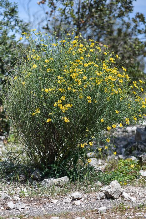 Florealpes Coronilla Juncea Coronilles à Tiges De Jonc Fabaceae