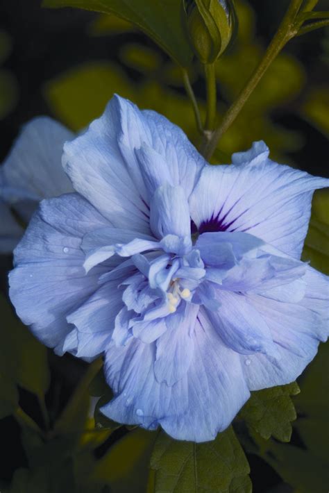 Hibiscus Blue CHiffon flwr.JPG (2731×4096) | Hibiscus flowers, Beautiful flowers, Hibiscus