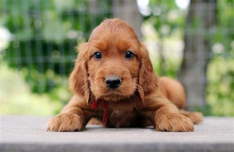 Irish Setter Red Setter Dog Breed Characteristics And Care