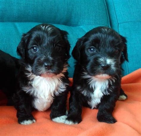 Tiny tots texas | promote your page too. Havanese Puppies For Sale | Houston, TX #233948 | Petzlover
