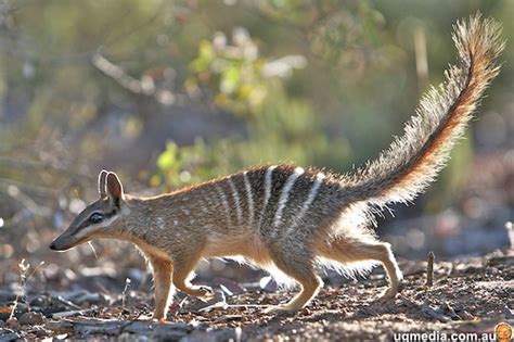 Numbat Life Cycle Facts