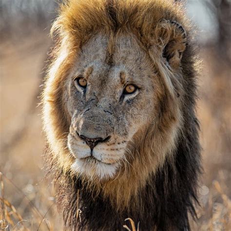 Lion Portrait Of A Male Stock Photo Image Of Southern 161101942
