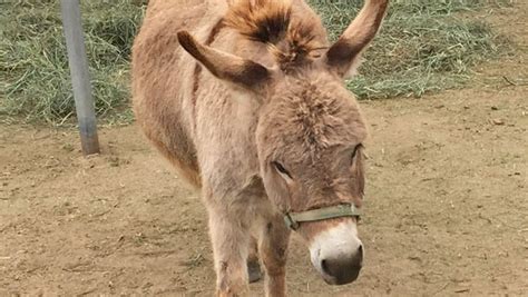 Meet Dominic A Miniature Sicilian Donkey