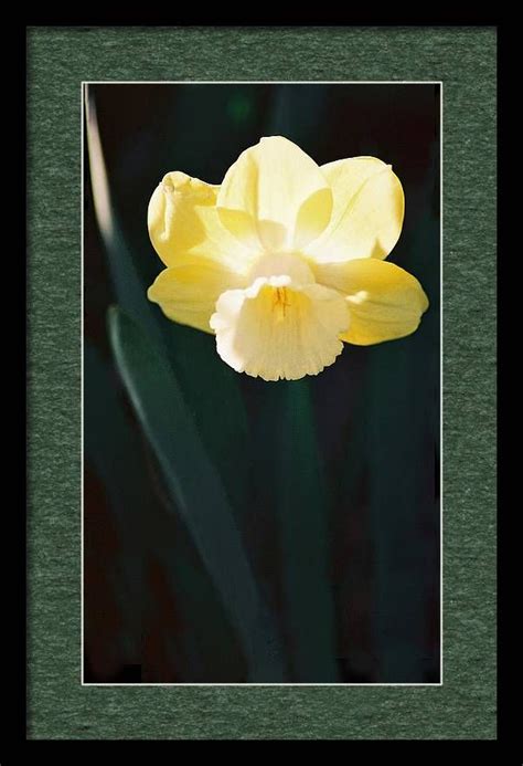 Daffodil By Steve Karol Fine Art Prints Art Prints Daffodils