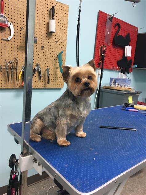 Large selection of pet foods & pet supplies in ottawa. Shampoochies Grooming Service - Welcome to The Village Pet ...