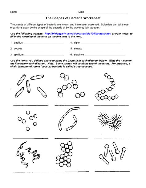 Micro Organisms Worksheet
