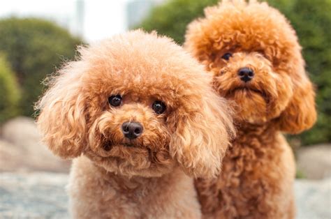 Most Popular Dog Breeds Of 2021 American Kennel Club