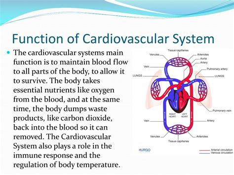 Ppt Cardiovascular System Powerpoint Presentation Free Download Id