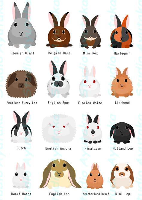 Image result for pet rabbit clipart | Rabbit breeds, Pet rabbit, Pet bunny