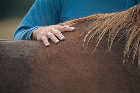 Back Talk Spot And Prevent Equine Back Pain Horse And Rider
