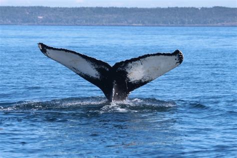 Whale Wars Humpbacks Versus Orcas Focus Of New Study Cbc News