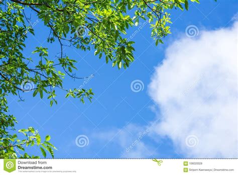 Green Leaves Against Blue Sky And Clouds Nature Background Stock