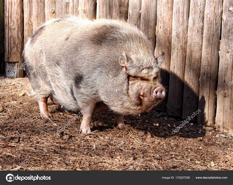 Big Fat Hairy Pig Standing By The Wooden Wall Stock Photo By