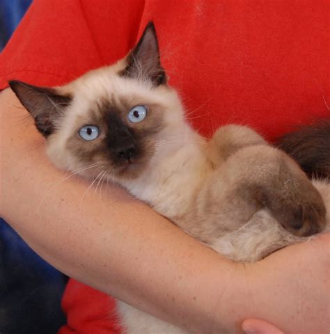 Aladdin An Adorable Siamese Kitten For Adoption What Are His Three Wishes