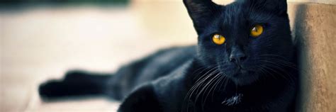 Black Cat Scary Hd Desktop Wallpapers 4k Hd