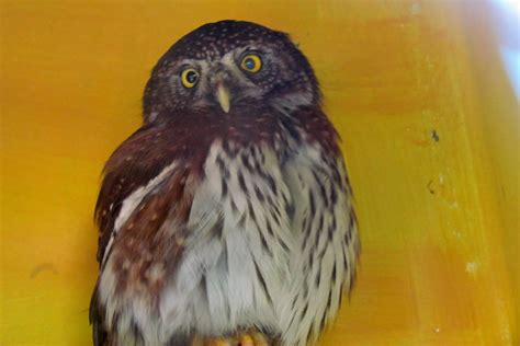 Northern Pygmy Owl Zoochat