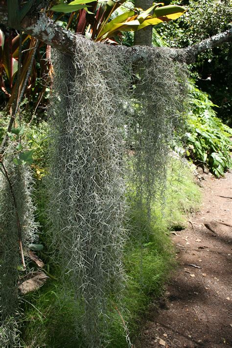 They use a comma for decimals and break up. Spanish moss - Wikipedia