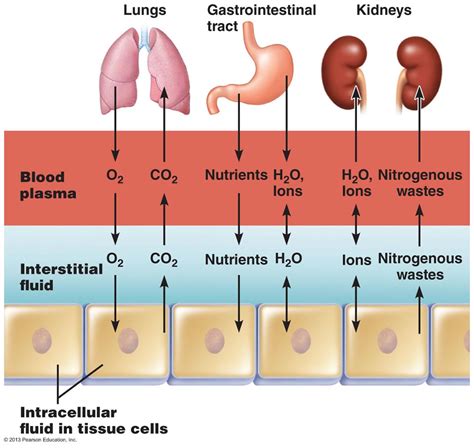 Body Fluids Anatomy Physiology