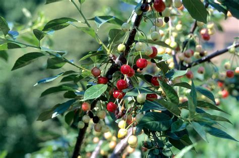 Prunus Cherry — Handy Andys Nursery