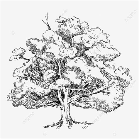 Gambar Sketsa Tanaman Pohon Besar Pohon Sketsa Tumbuhan Alami