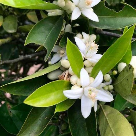 água De Flor De Laranjeira Umbanda