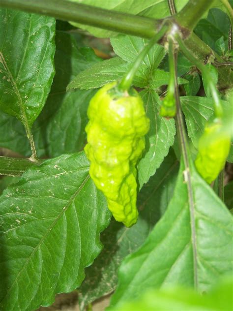 Check spelling or type a new query. Birds, Flowers and Ghost Peppers