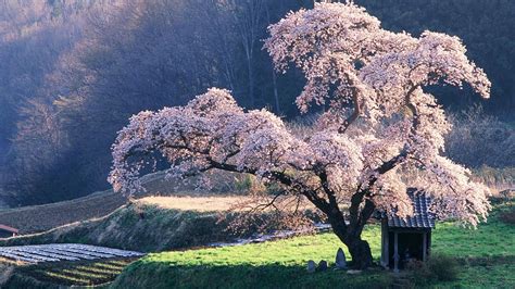 Pink Cherry Blossom Tree Hd Japanese Wallpapers Hd Wallpapers Id 63877
