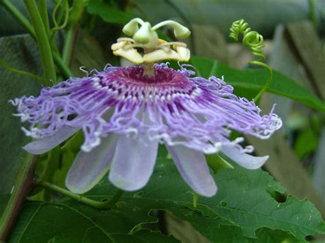 Find over 100+ of the best free passion flower images. Passion Flower | Rustic Images