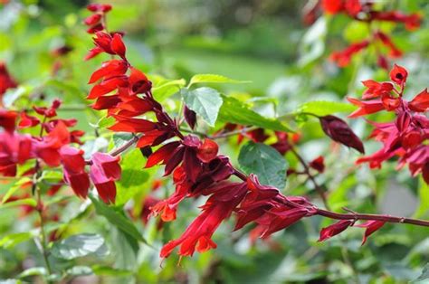 Salvias Salvia Van Houttii Salvia Coccinea ‘lady In Red And The Gold