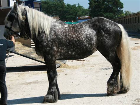 Poitevin Horse Alchetron The Free Social Encyclopedia