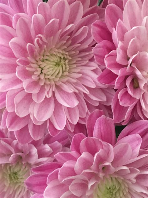 Pin by Myly Castillo on Flowers for everyone to smile! | Flowers for everyone, Succulents, Dahlia